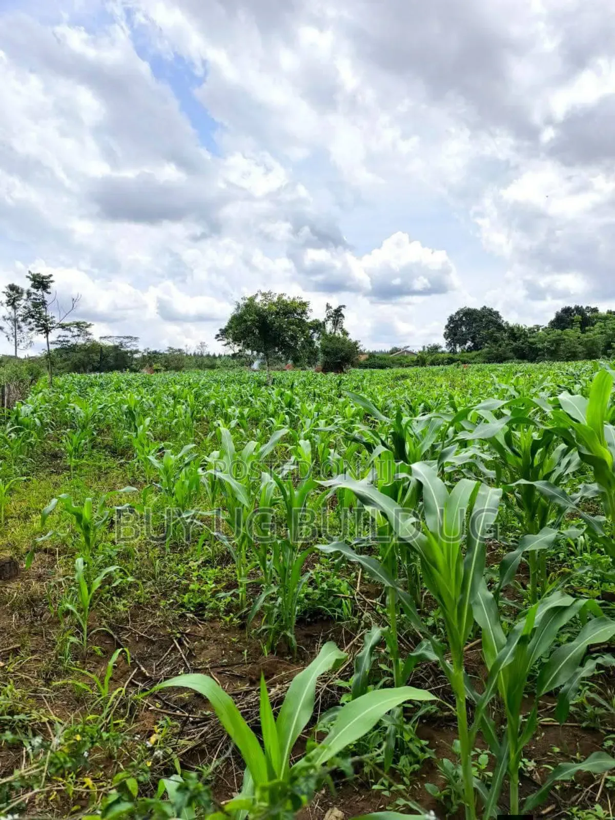 Quick Sale   
 Farmers! 215_acres 10m Luwero Kakooge
