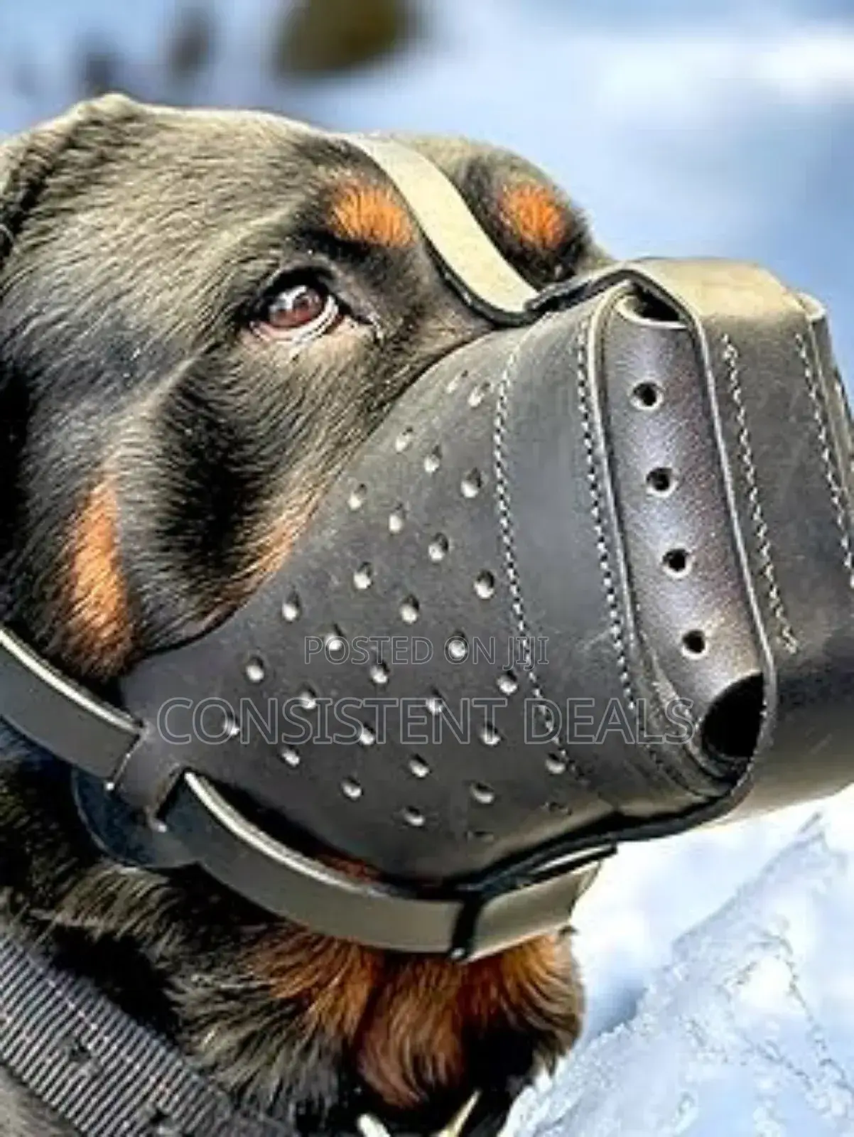 Leather Made Dog Muzzle for Mouth Guard.