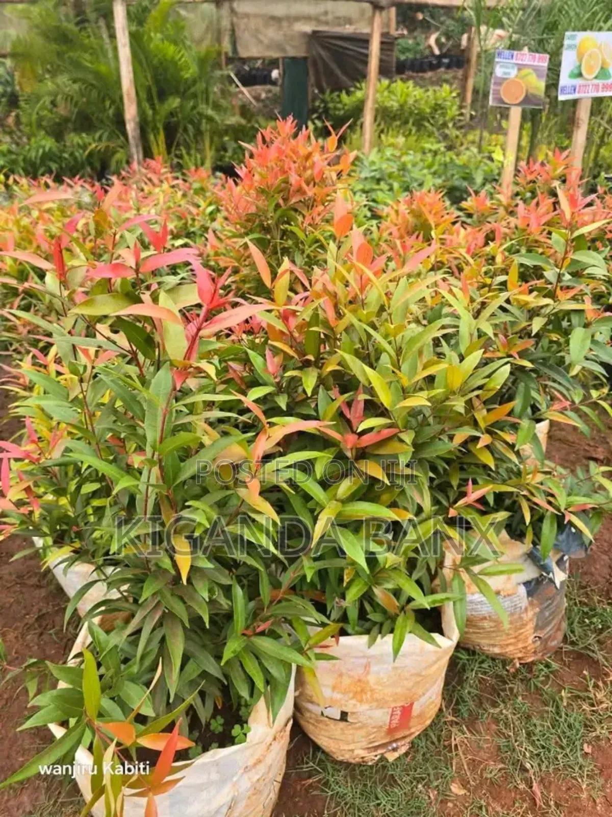 Nice Shrubs