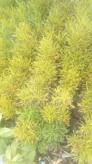 Nice Shrubs