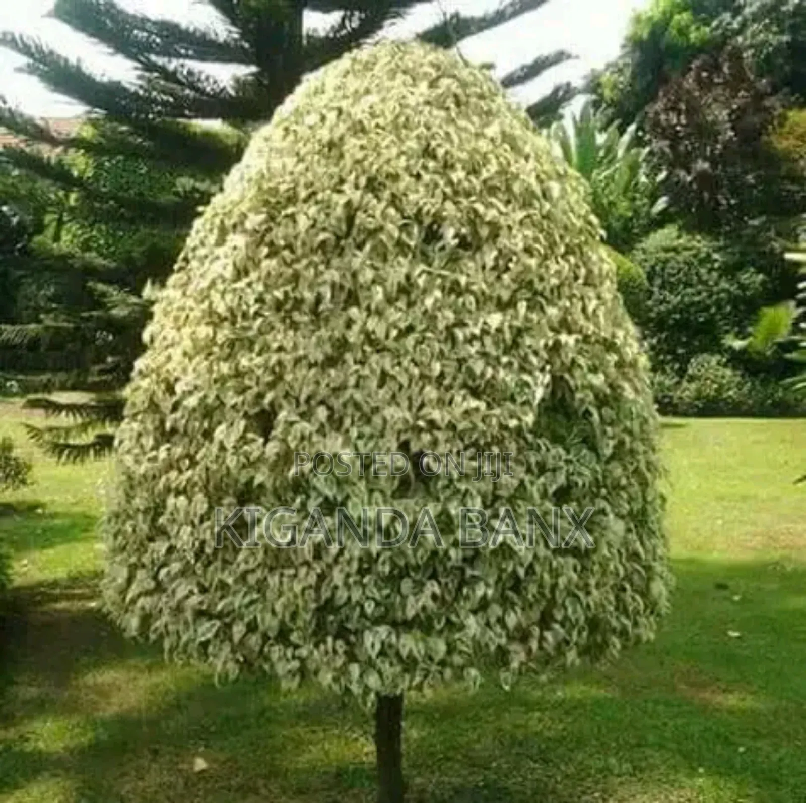 Nice Shrubs