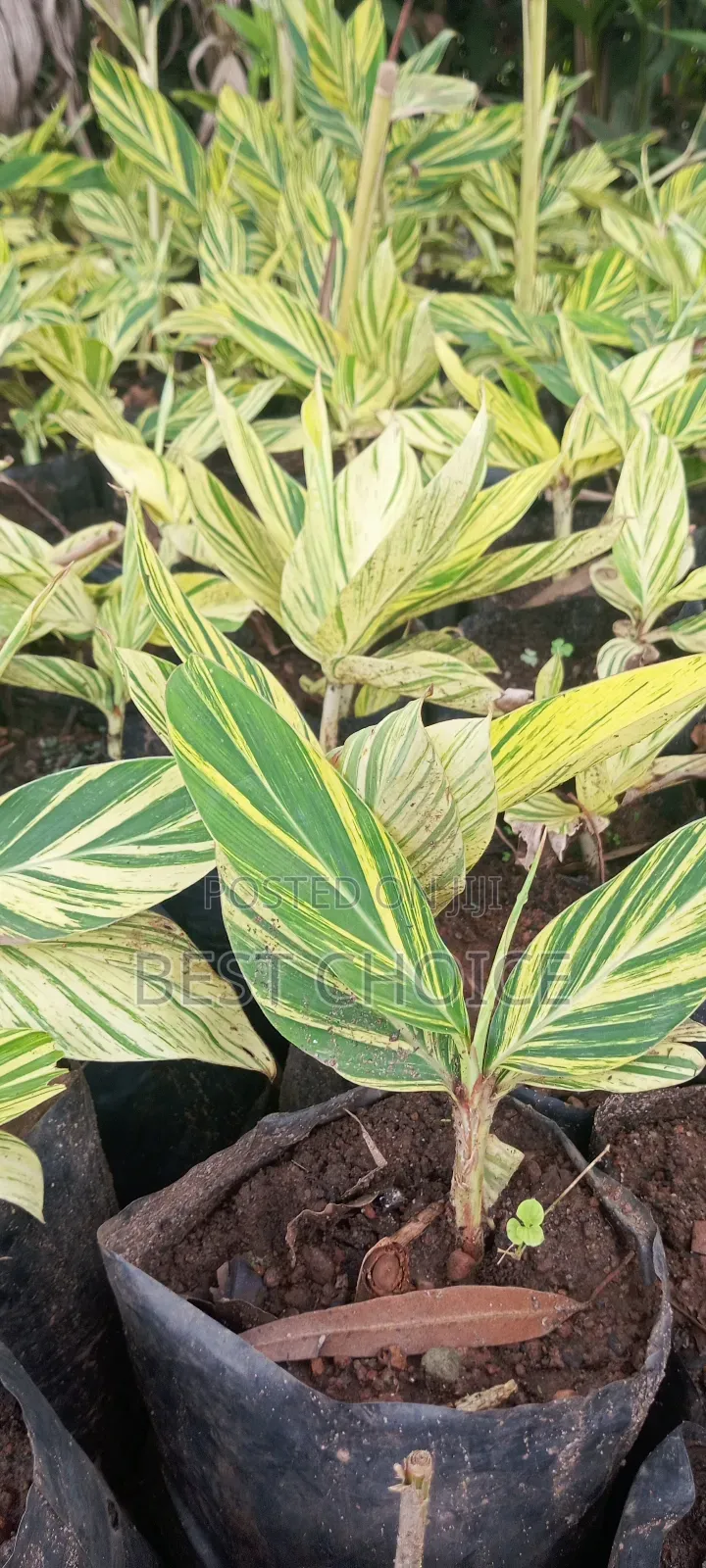 Alpinia Yellow , Sunshine Plants, Brighten Up
