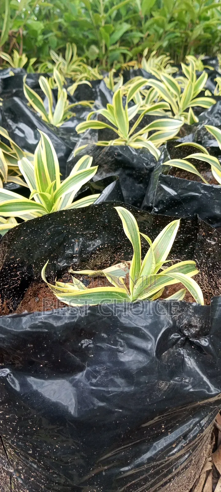 Alpinia Yellow , Sunshine Plants, Brighten Up