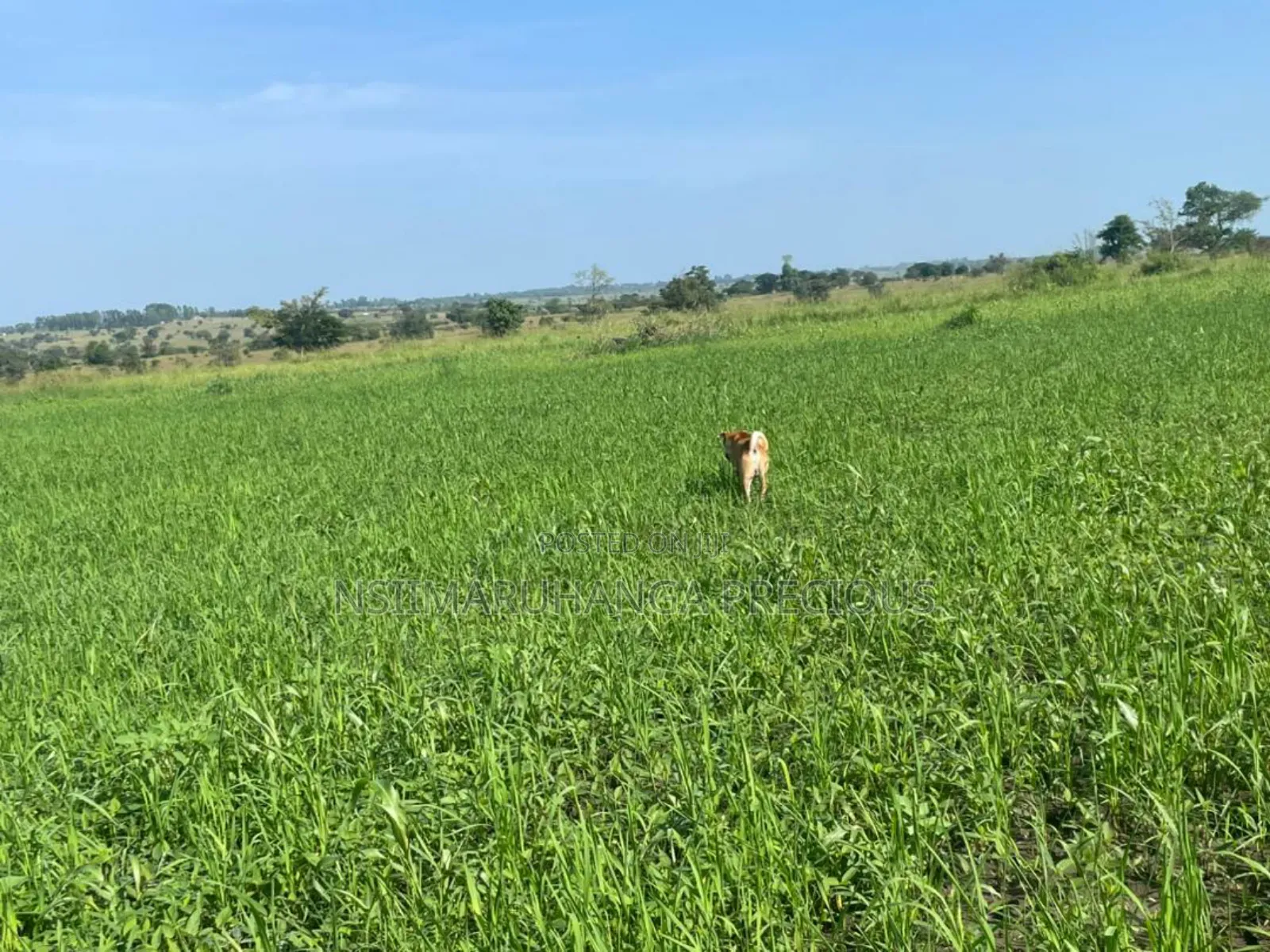 Farm for Sale
