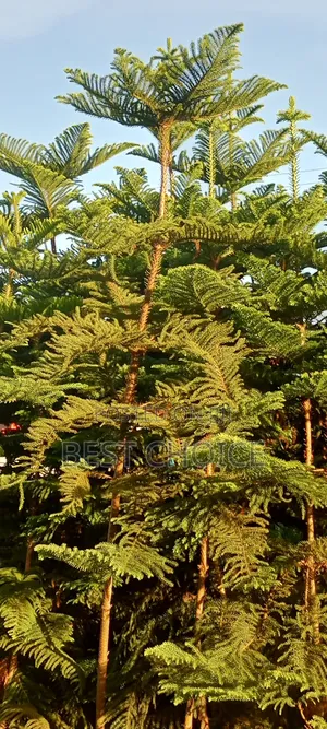Alceria Plants, Green and Lovely