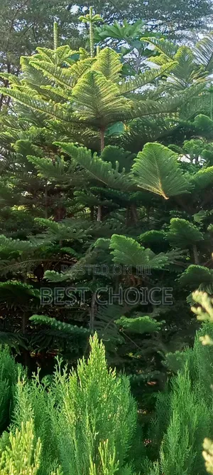 Alceria Plants, Green and Lovely