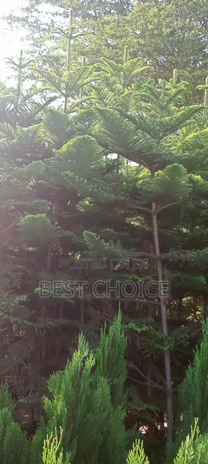 Alceria Plants, Green and Lovely