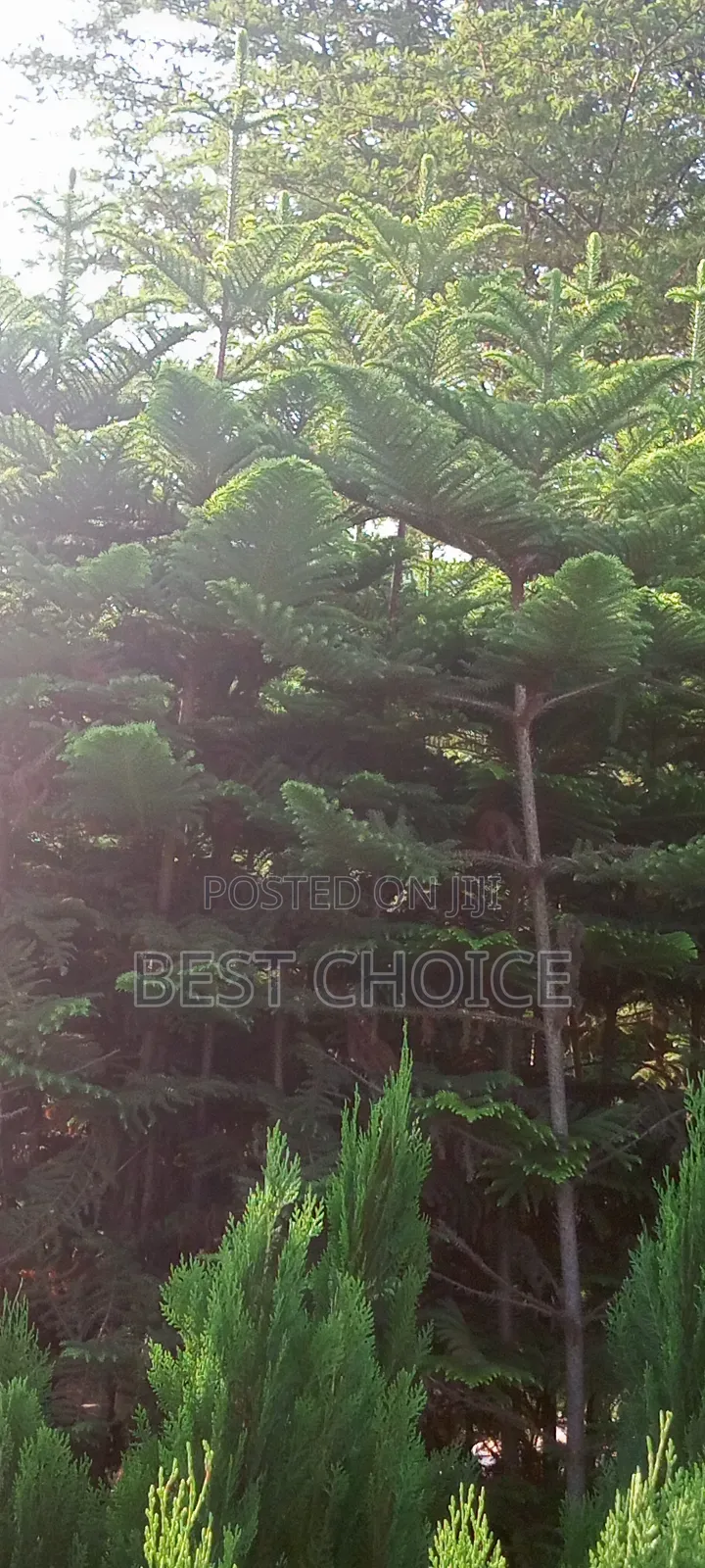 Alceria Plants, Green and Lovely
