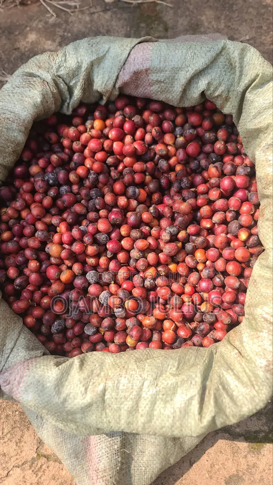 Coffee Seeds