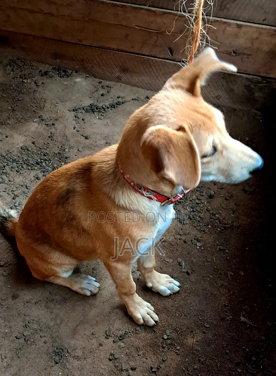 1-3 months Female Mixed Breed Dog