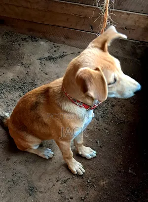1-3 months Female Mixed Breed Dog