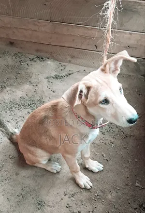 1-3 months Female Mixed Breed Dog