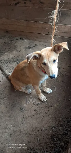 1-3 months Female Mixed Breed Dog