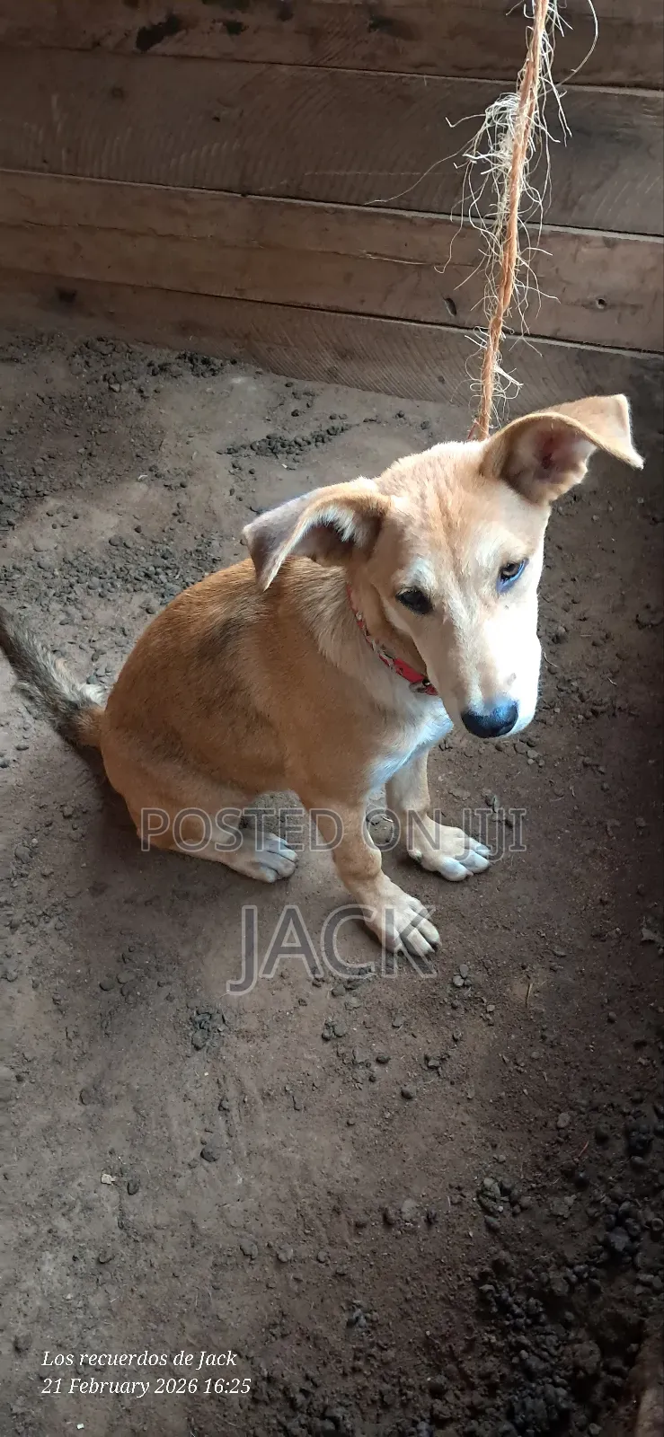 1-3 months Female Mixed Breed Dog
