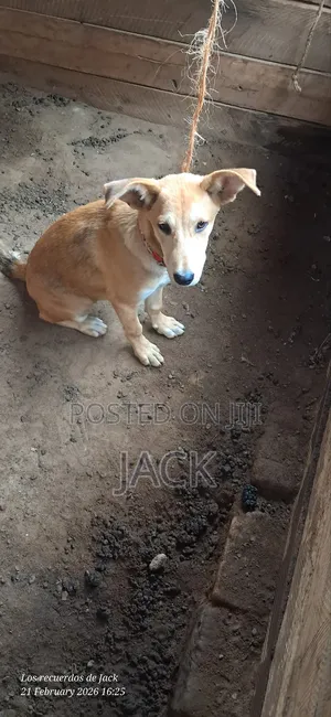 1-3 months Female Mixed Breed Dog