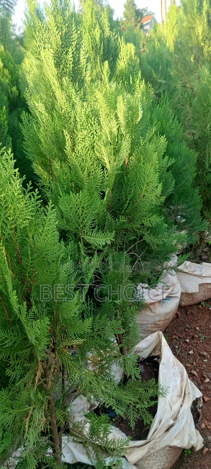 Thuja Plants, the Ever Green Beauty