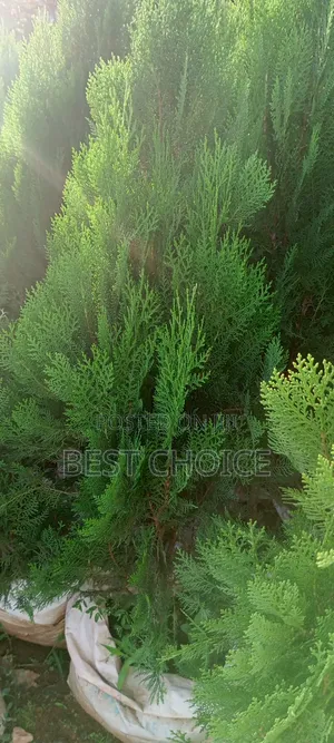 Thuja Plants, the Ever Green Beauty