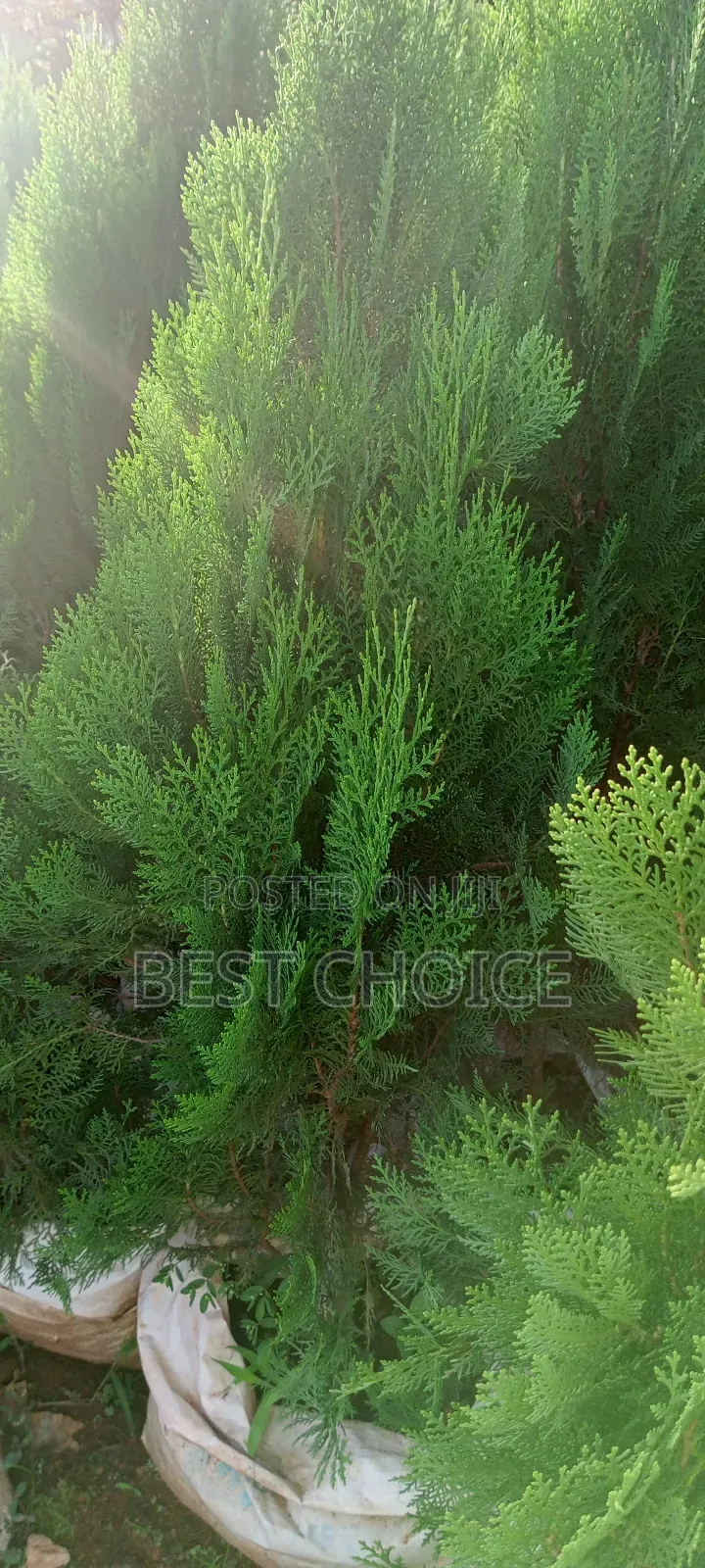 Thuja Plants, the Ever Green Beauty