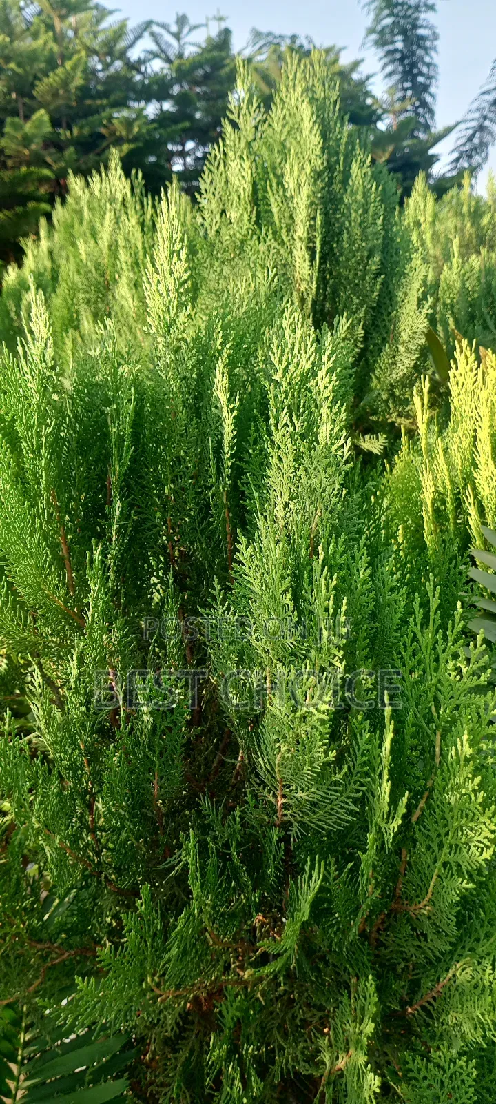 Thuja Plants, the Ever Green Beauty