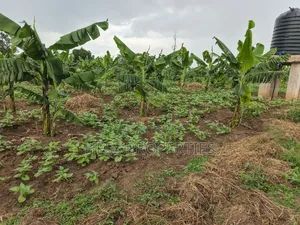 Coffee Farm on Sale Located in Bufunjo -Kyenjojo District