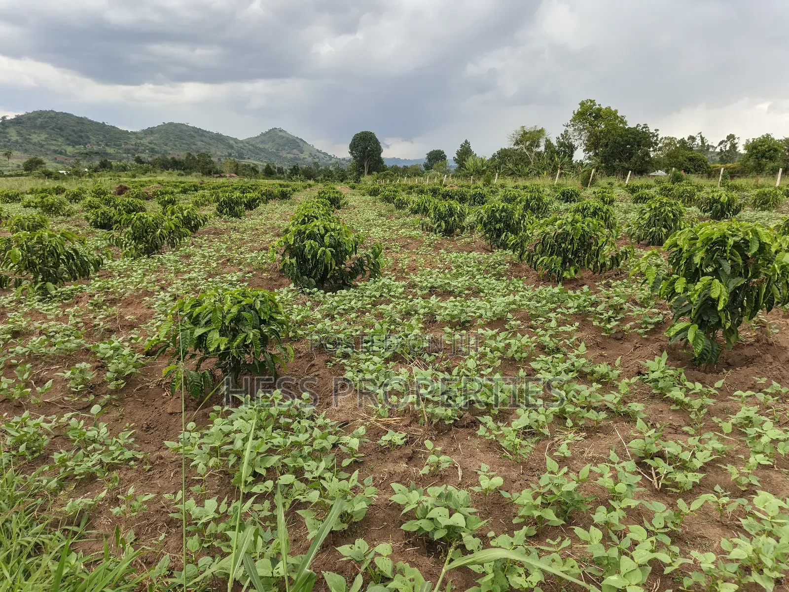 Coffee Farm on Sale Located in Bufunjo -Kyenjojo District