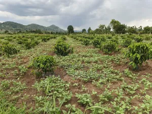 Coffee Farm on Sale Located in Bufunjo -Kyenjojo District