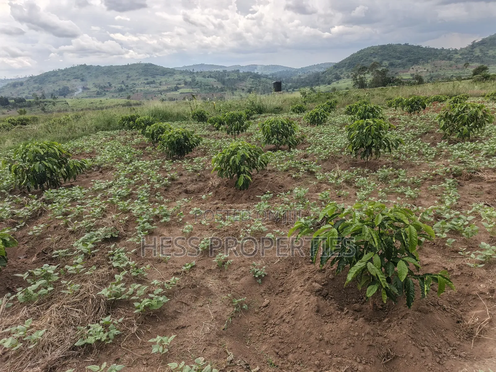 Coffee Farm on Sale Located in Bufunjo -Kyenjojo District