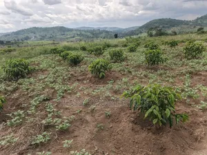 Coffee Farm on Sale Located in Bufunjo -Kyenjojo District