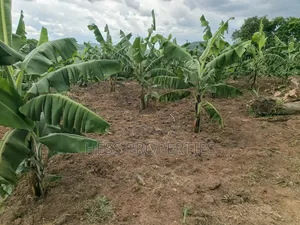 Coffee Farm on Sale Located in Bufunjo -Kyenjojo District