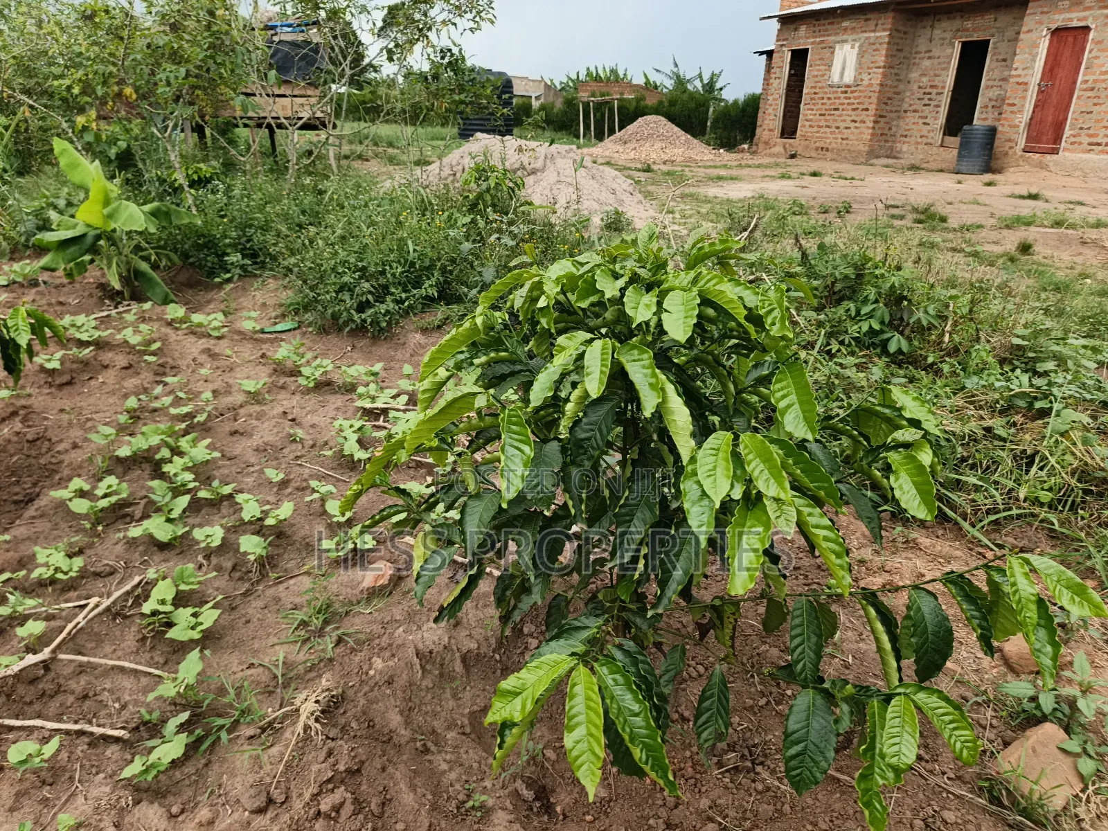 Coffee Farm on Sale Located in Bufunjo -Kyenjojo District