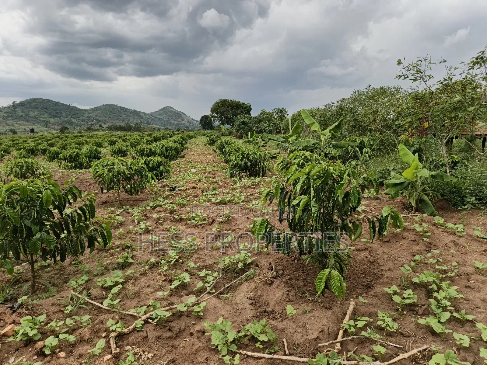 Coffee Farm on Sale Located in Bufunjo -Kyenjojo District