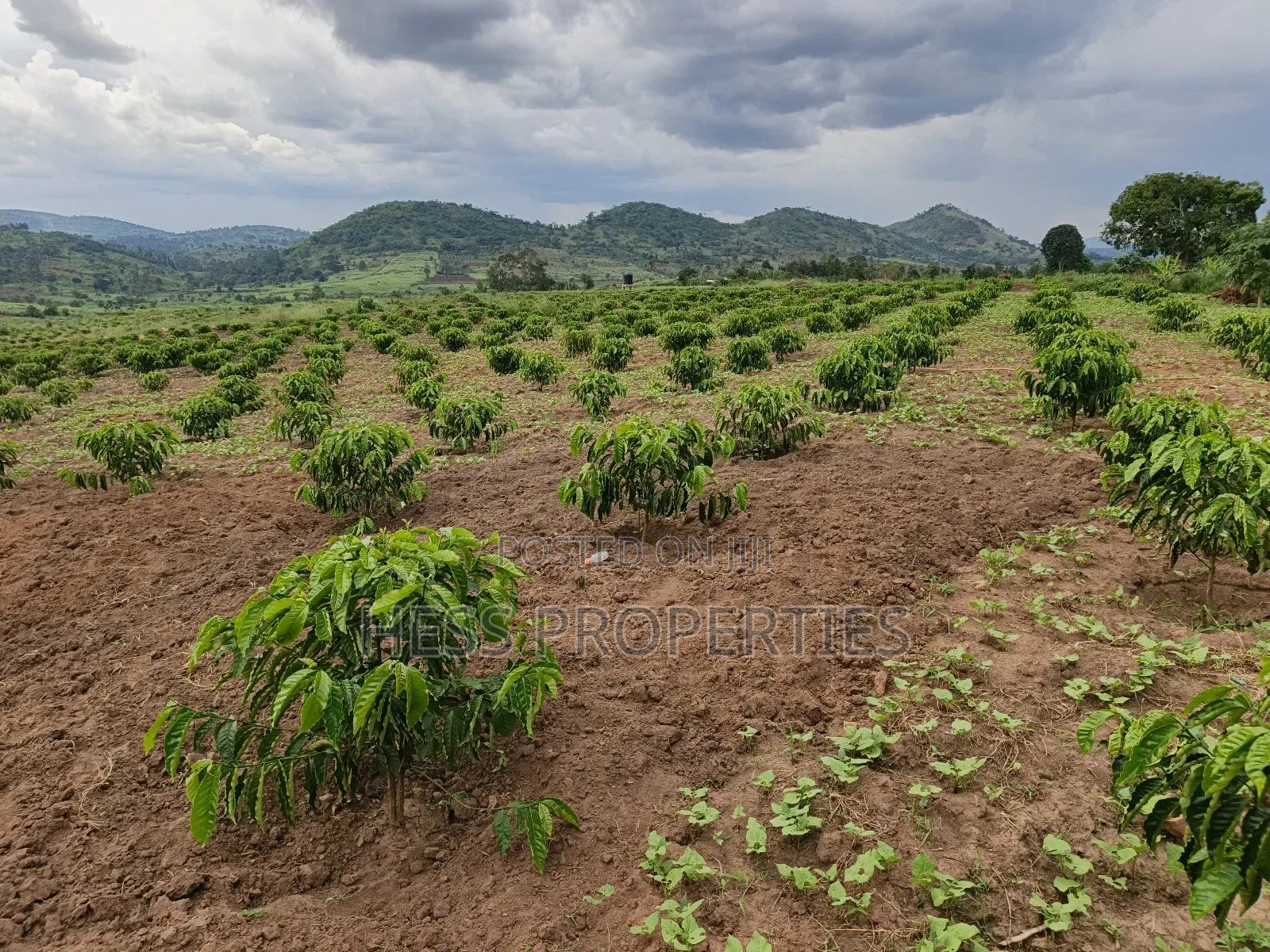 Coffee Farm on Sale Located in Bufunjo -Kyenjojo District