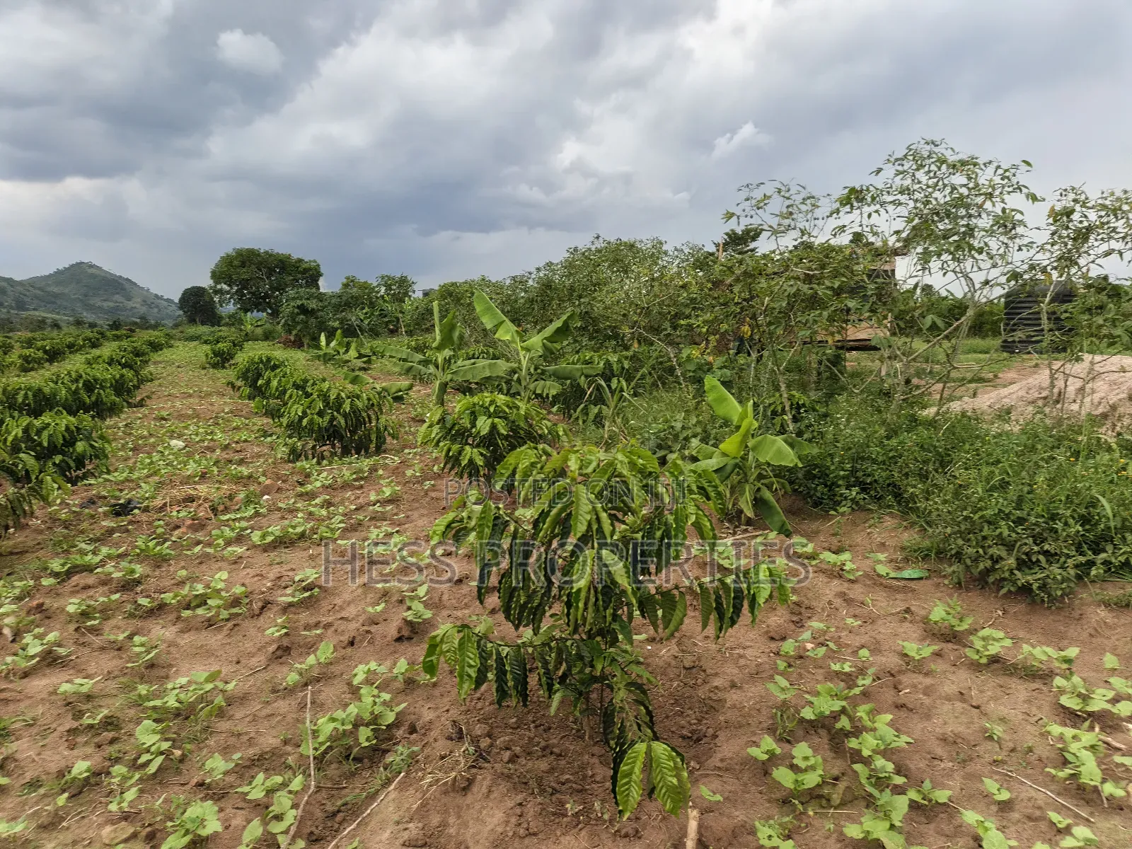 Coffee Farm on Sale Located in Bufunjo -Kyenjojo District