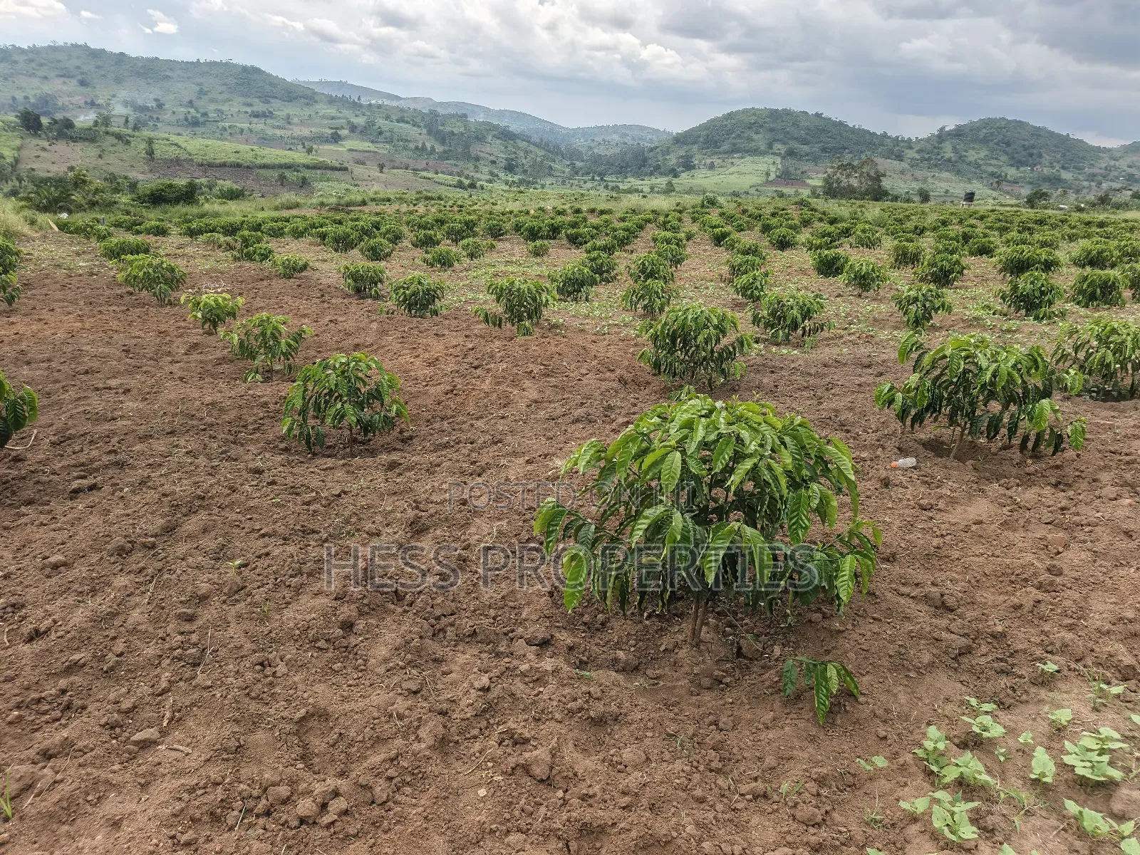 Coffee Farm on Sale Located in Bufunjo -Kyenjojo District