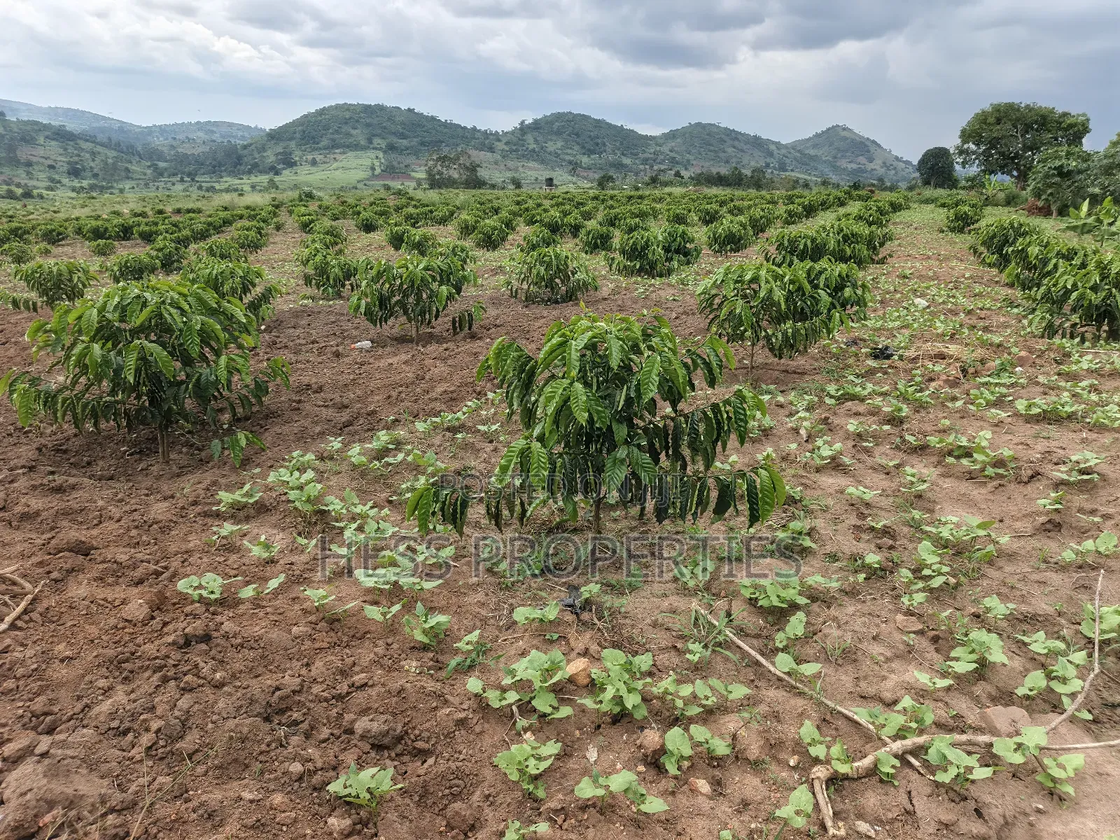 Coffee Farm on Sale Located in Bufunjo -Kyenjojo District