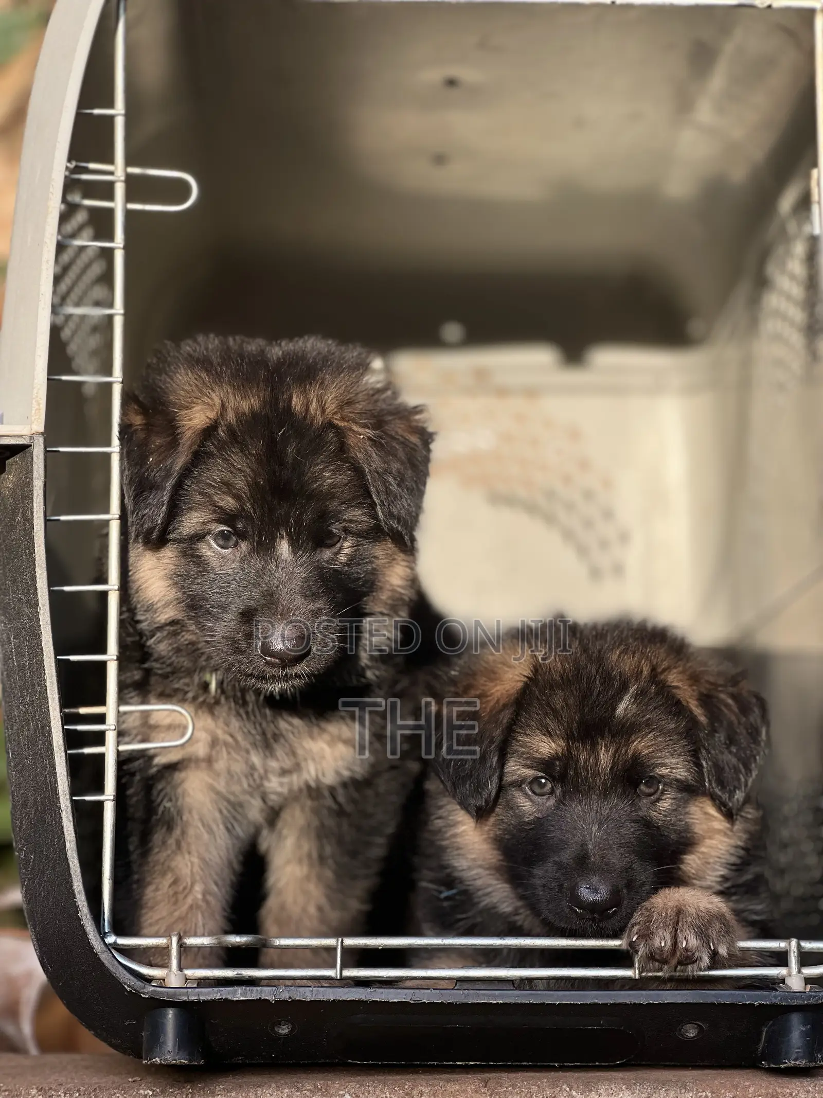 1-3 months Male Purebred German Shepherd