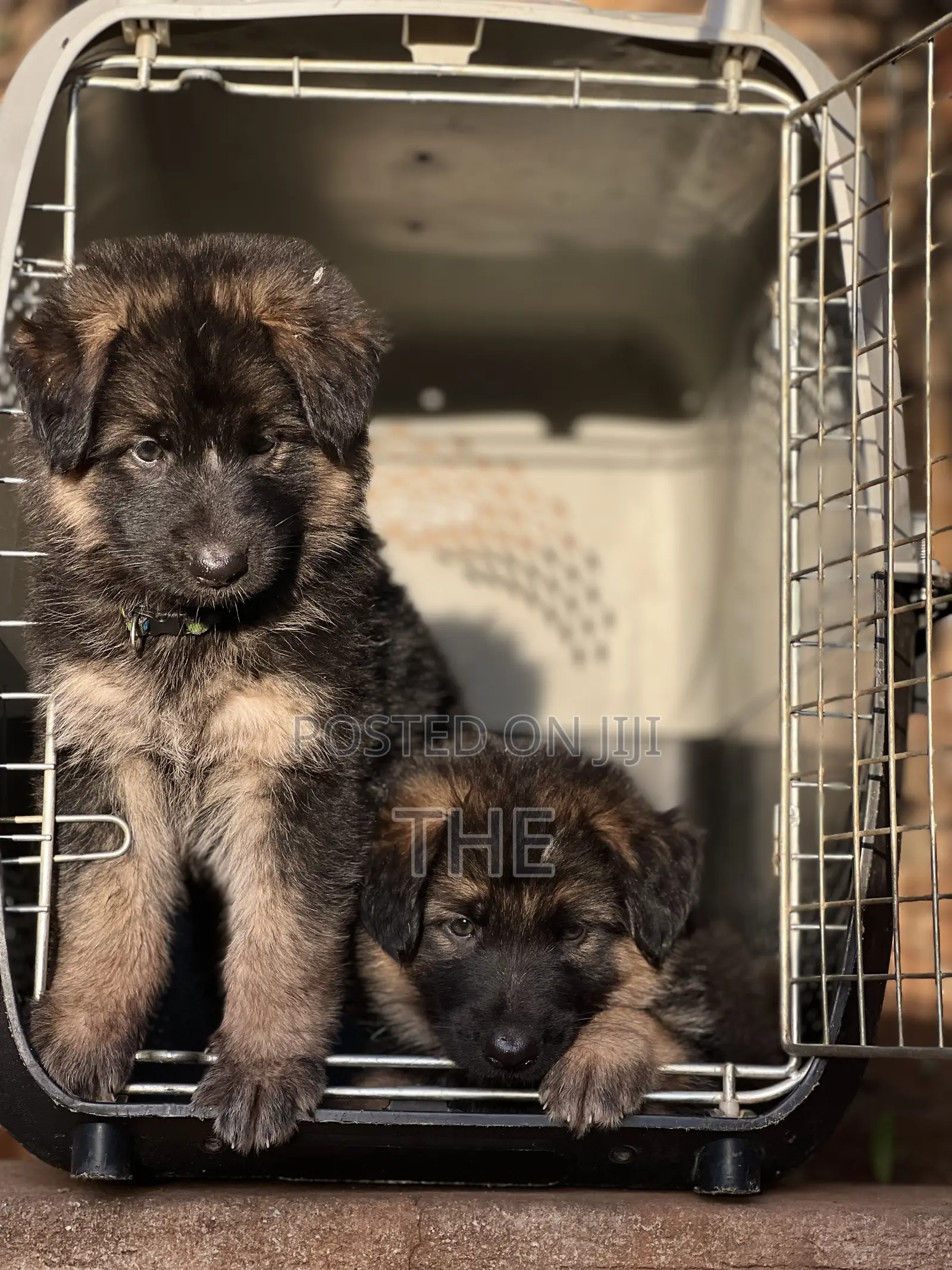 1-3 months Male Purebred German Shepherd