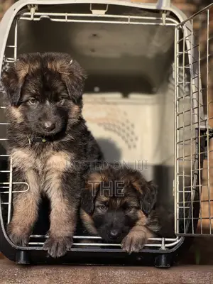1-3 months Male Purebred German Shepherd