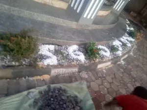 Rock Gardening