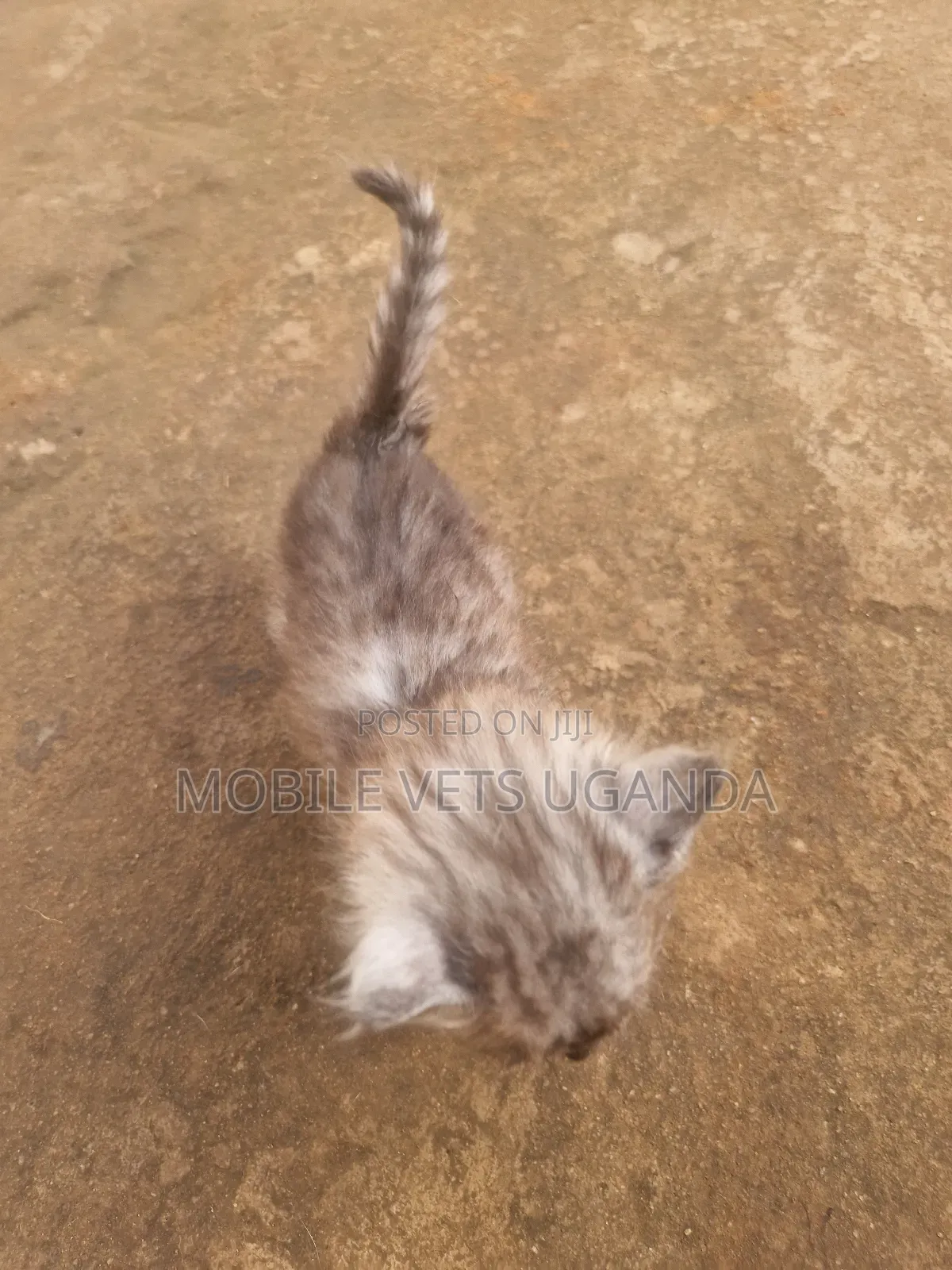 0-1 month Female Purebred American Curl