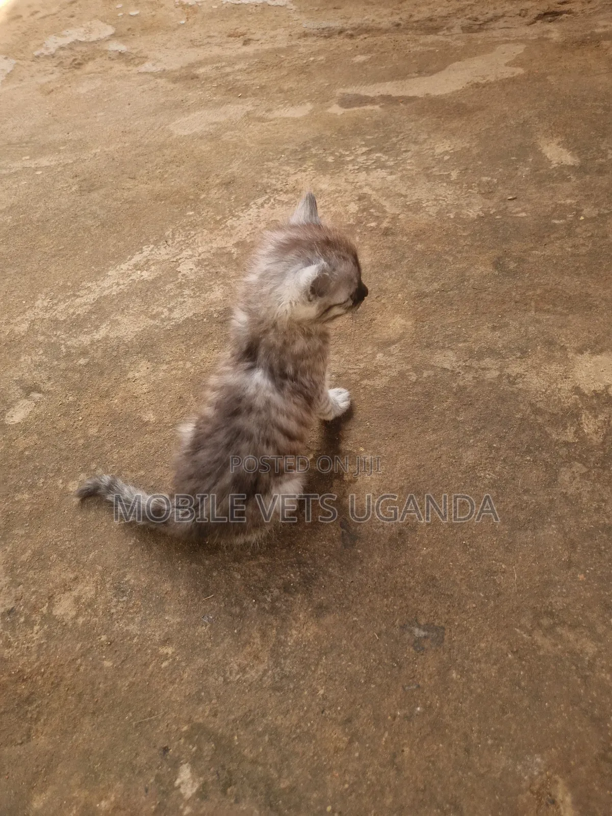1-3 months Male Purebred Japanese Bobtail