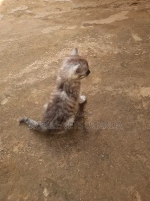 1-3 months Male Purebred Japanese Bobtail