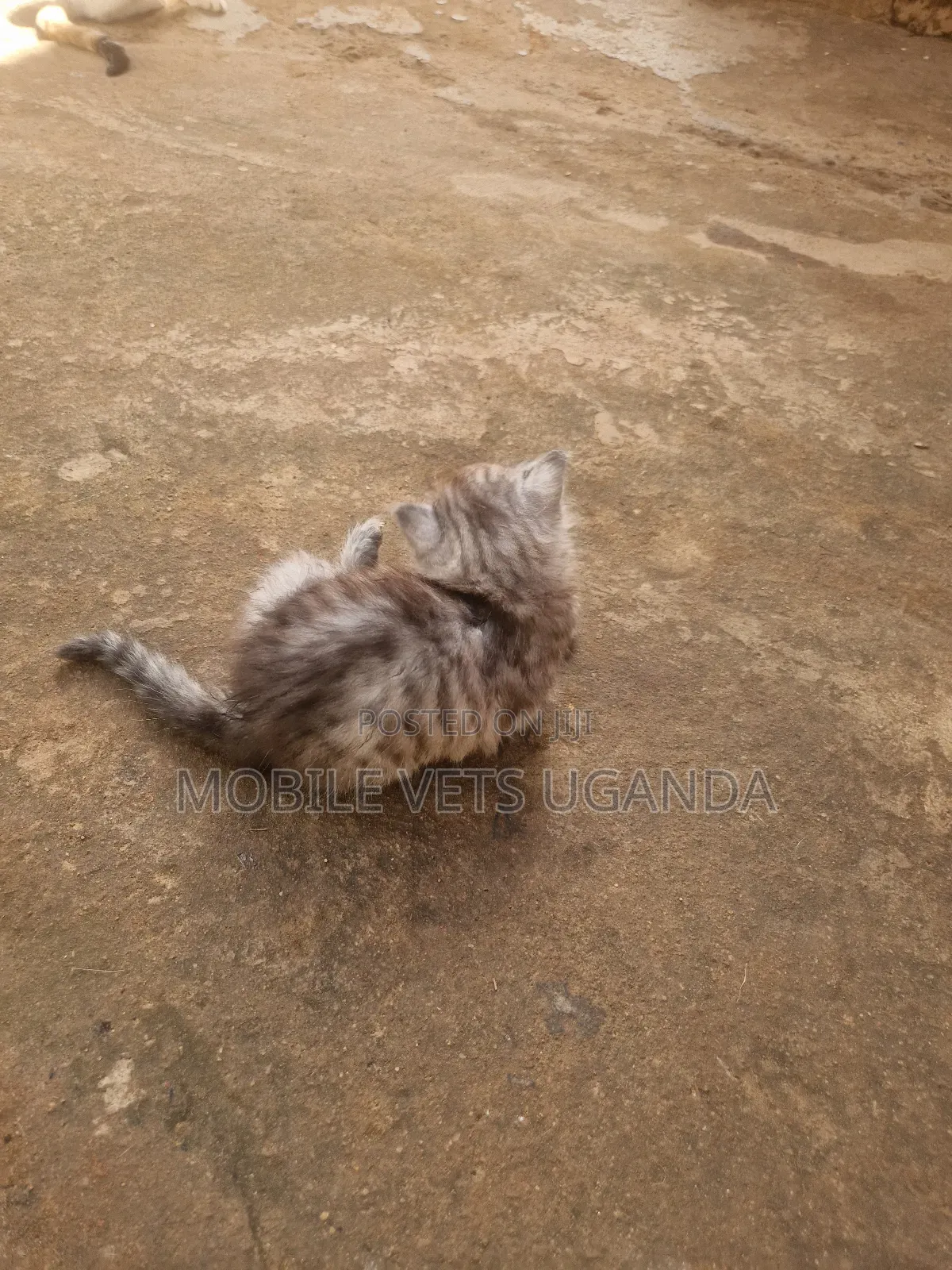 0-1 month Female Purebred American Bobtail