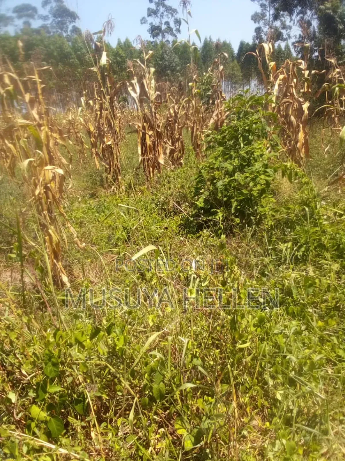 Farm Land for Sale