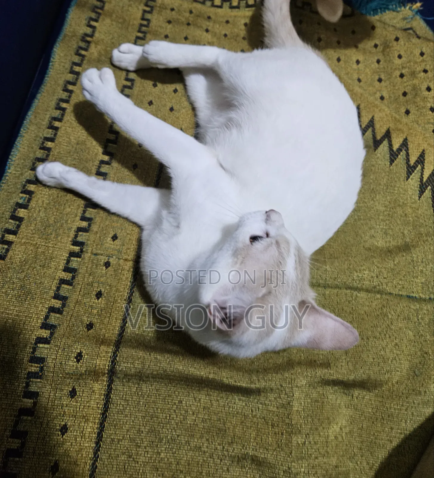 1+ year Female Mixed Breed Colorpoint Shorthair