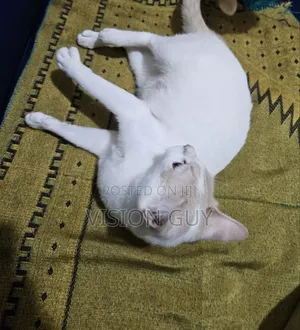 1+ year Female Mixed Breed Colorpoint Shorthair