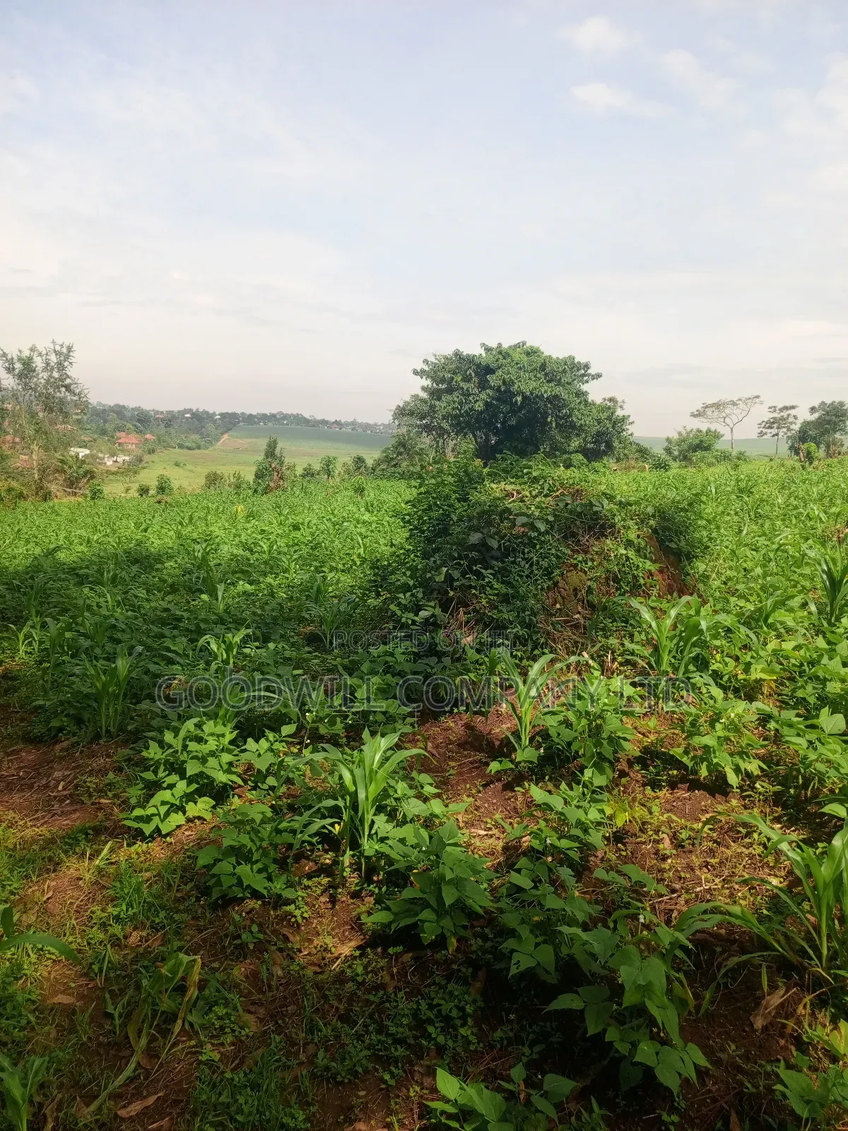 18 Acres of Land in Mbalala Mukono