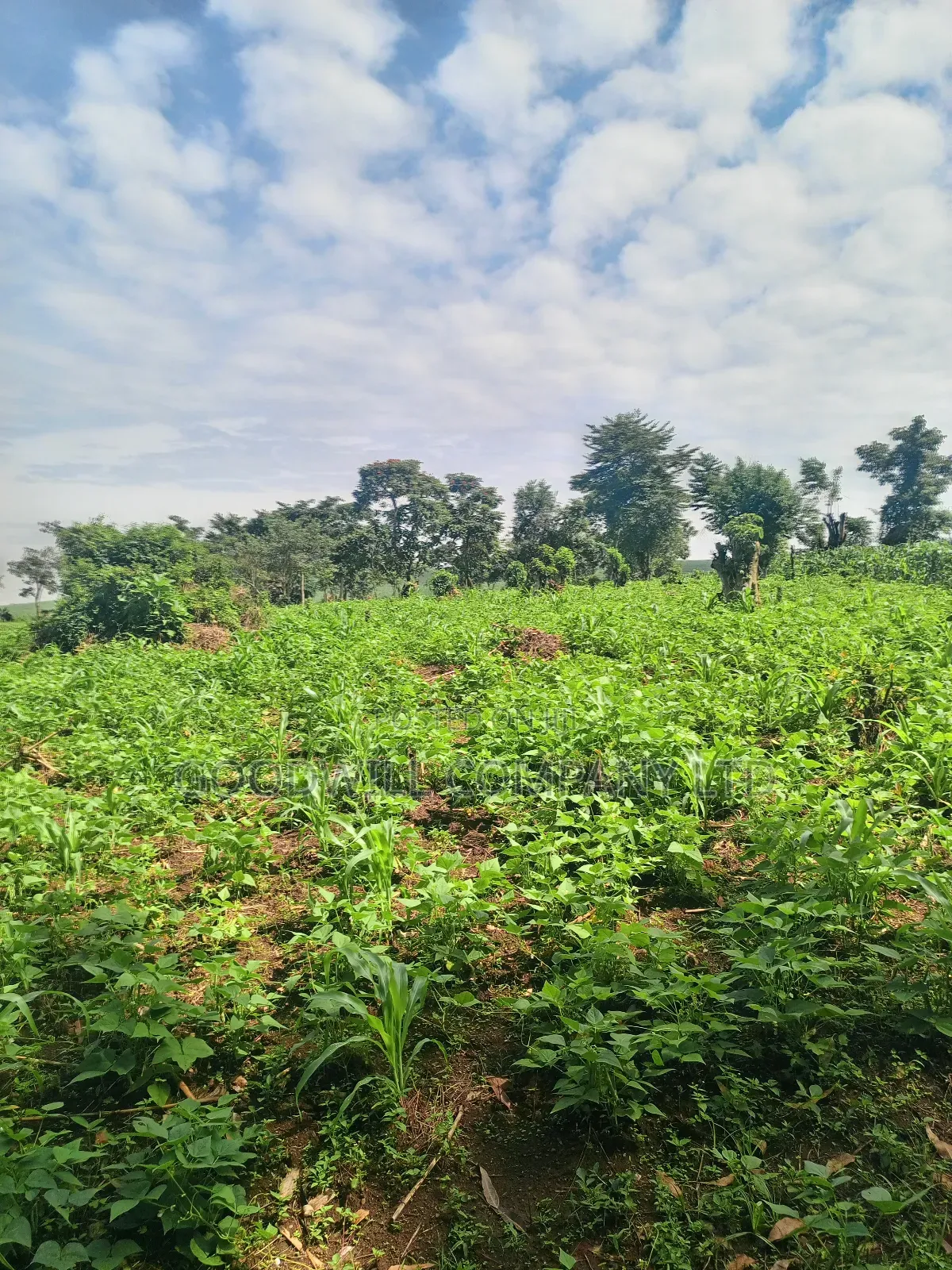 18 Acres of Land in Mbalala Mukono
