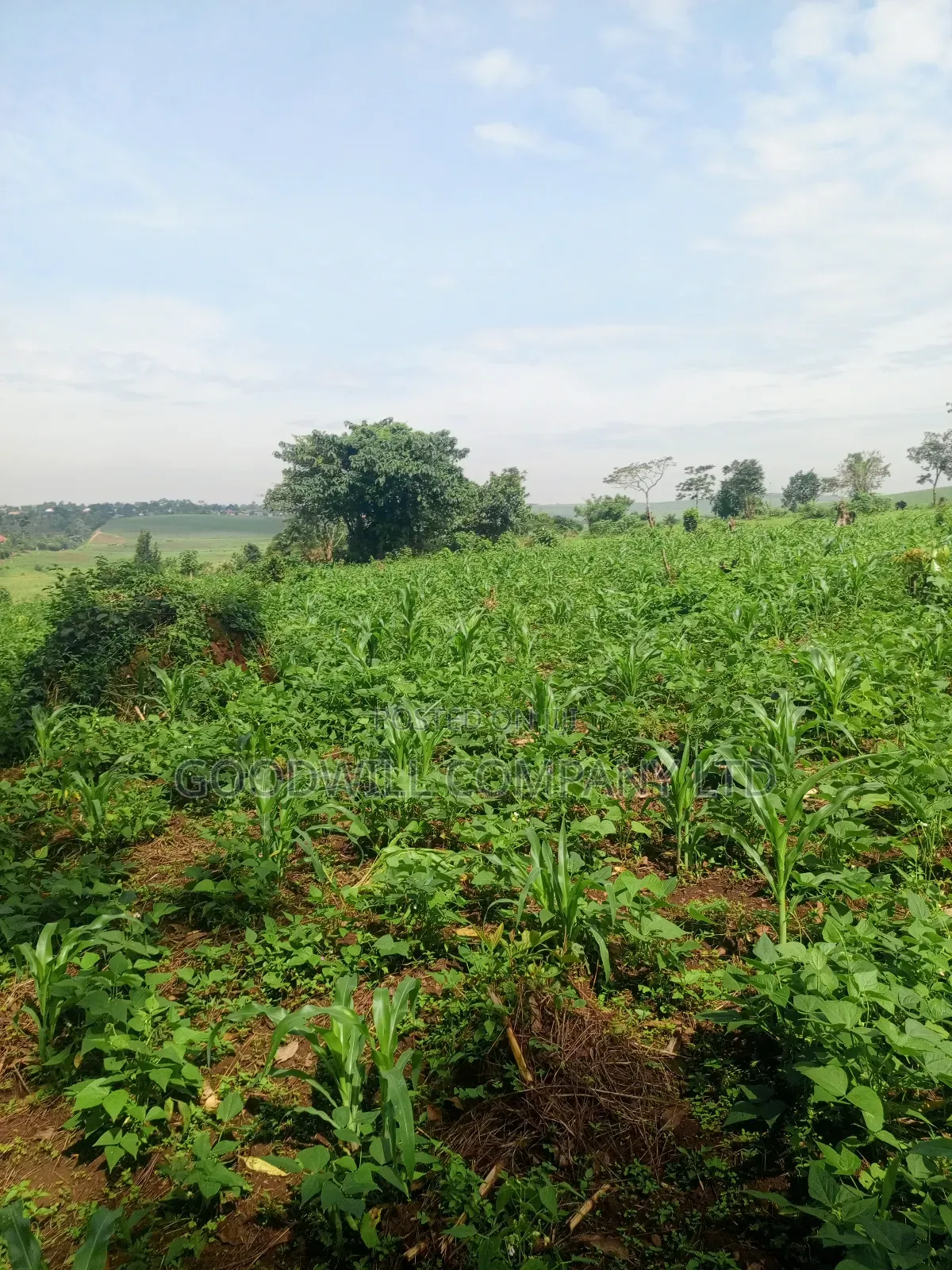 18 Acres of Land in Mbalala Mukono