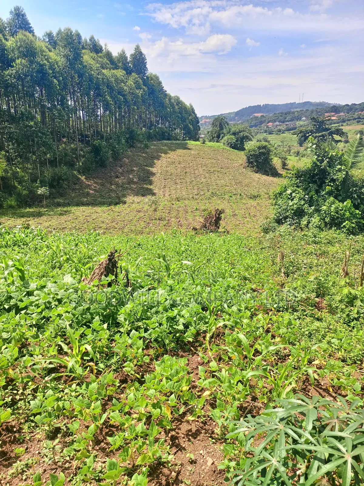 18 Acres of Land in Mbalala Mukono